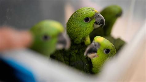 Chirping sounds lead airport officials to bag filled with smuggled parrot eggs